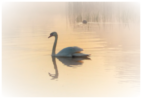 ANIMAUX ( CYGNES )