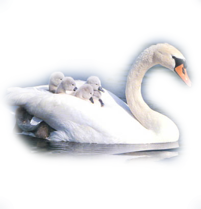 Cygne