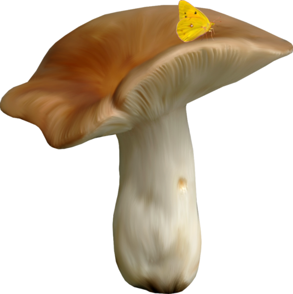 Champignons