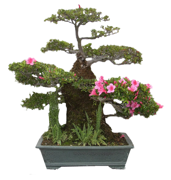 BONSAI