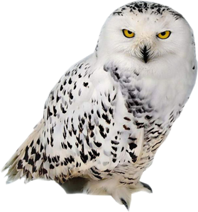 Animaux( chouette , hibou)