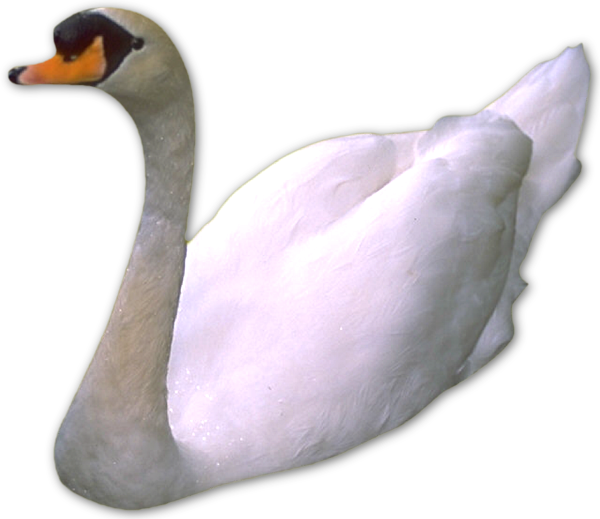 Cygne