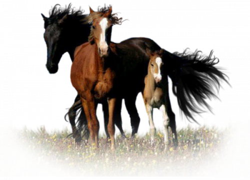 Chevaux