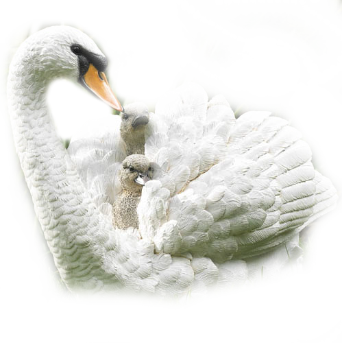 Cygne