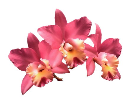 FLEURS ( Orchidées )