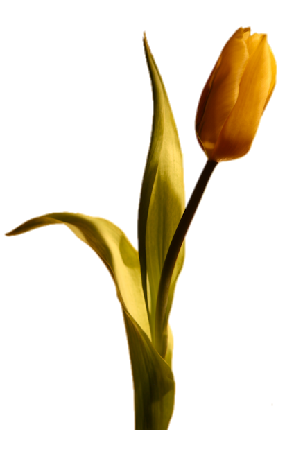 Fleurs  ( Tulipes )