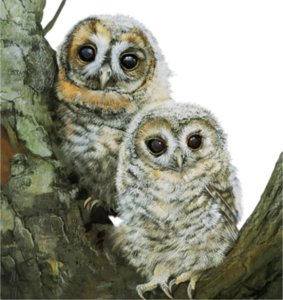 Animaux( chouette , hibou)