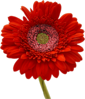  marguerite / gerbera