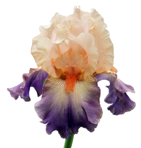 IRIS