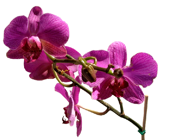 ORCHIDEE 