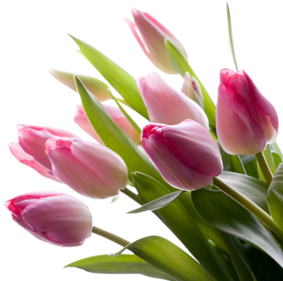 fleur tulipe