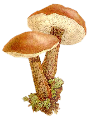 Champignons