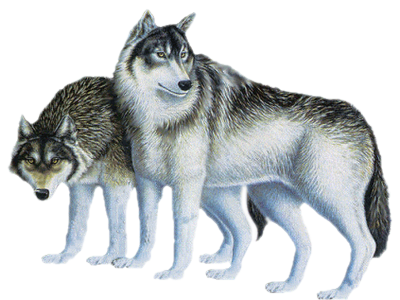 Loups