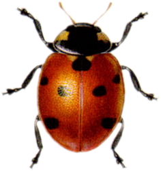 COCCINELLES