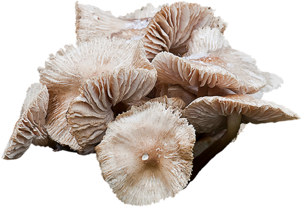 Champignons