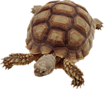 Tortue