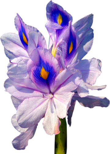 IRIS