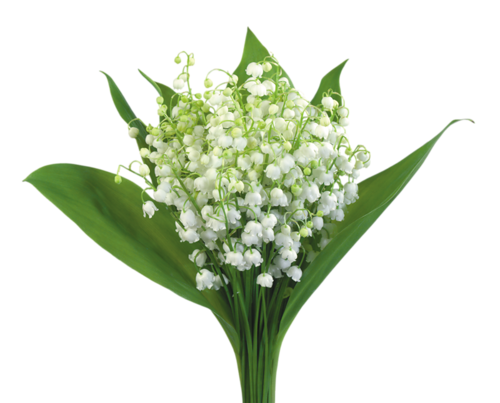 TUBES FLEURS ( MUGUET ) 1