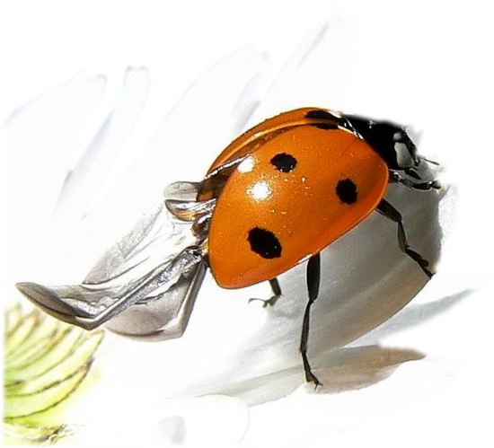 Coccinelle