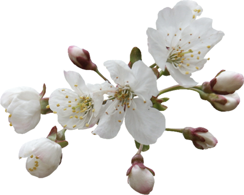 Fleurs ( branches )