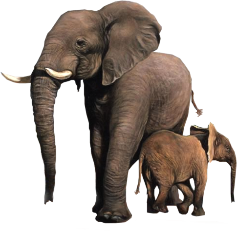 TUBES ANIMAUX ( ELEPHANTS )