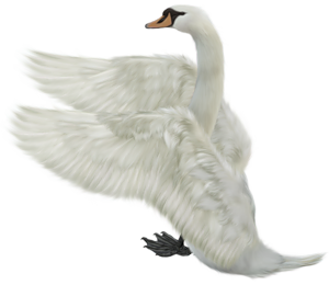 Cygne