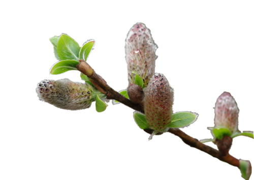 Fleurs  ( branche / chatons etc )