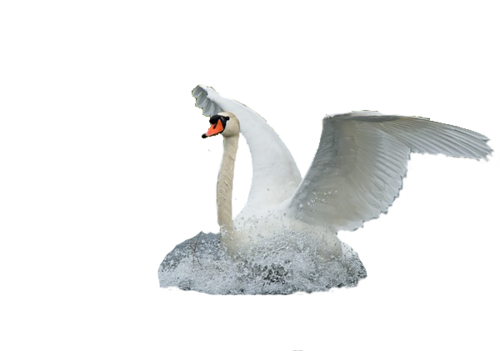 Cygne