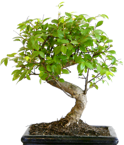 Bonsai