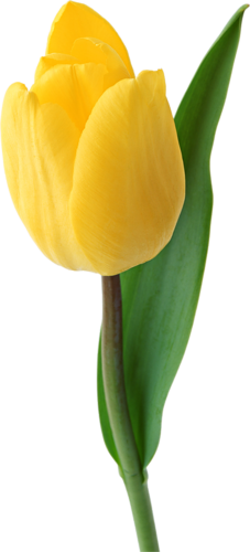 Tulipe