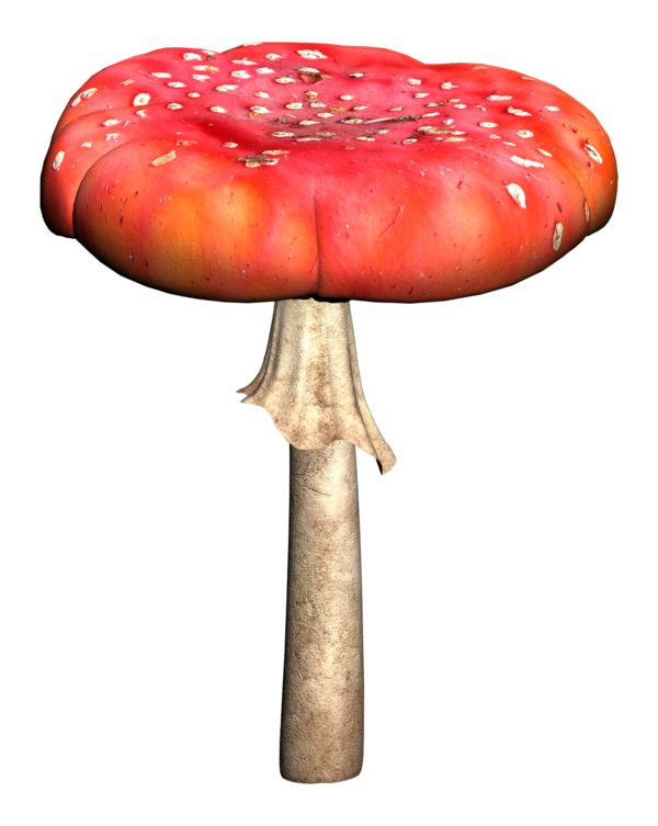 Champignons