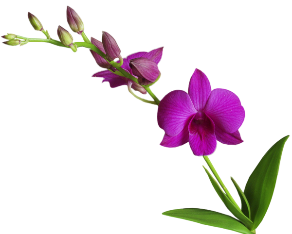 FLEURS ( Orchidées )