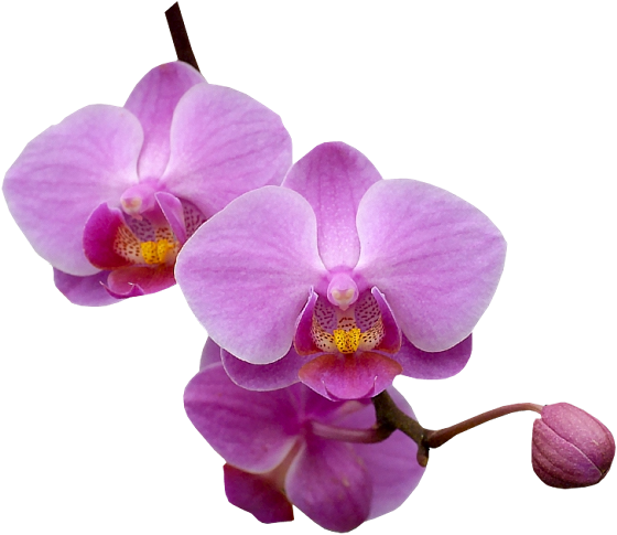 clipart gratuit orchidée - photo #46