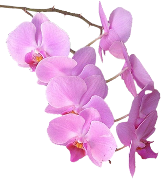 FLEURS ( Orchidées )