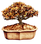 Bonsai