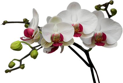 Tubes fleurs  / branches fleuries