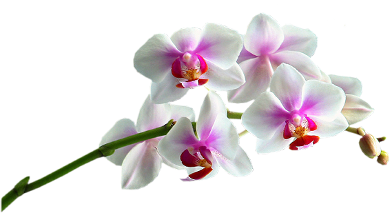 TUBES FLEURS ( Orchidées )