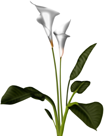 Fleurs Arum