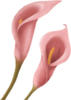 Fleurs Arum