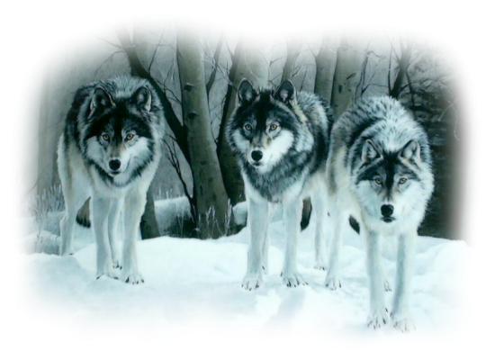 Loups