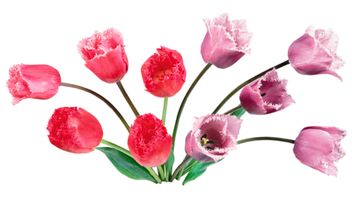 Tulipe