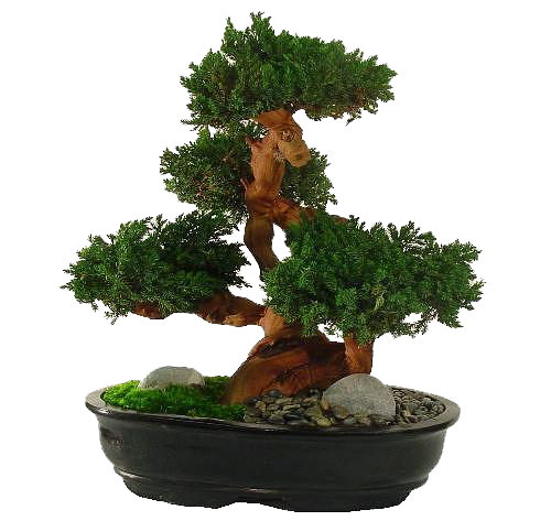 BONSAI