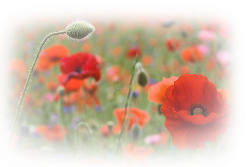 Coquelicots pavots  etc