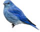 oiseaux