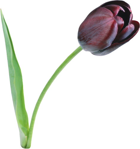 Tulipe