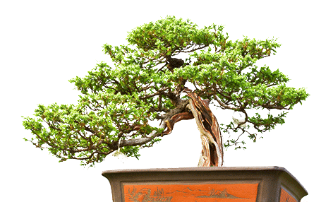 Bonsai