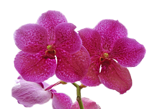 ORCHIDEE