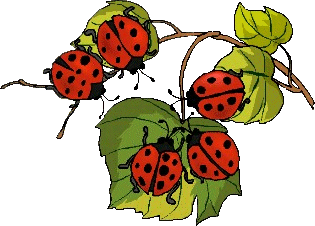 Coccinelle