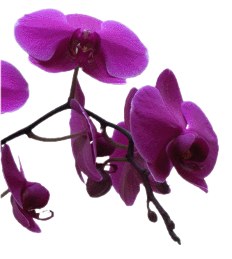 ORCHIDEE