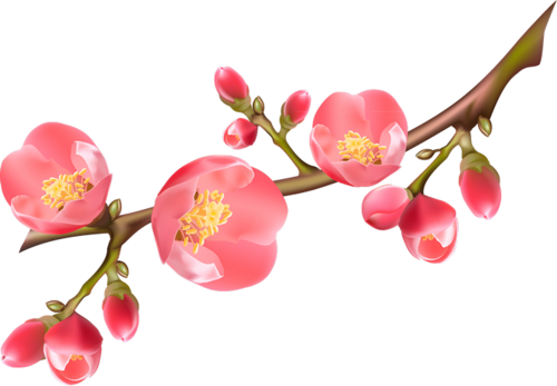 Fleurs ( branches )